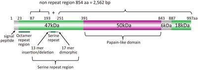 African-specific polymorphisms in Plasmodium falciparum serine repeat antigen 5 in Uganda and Burkina Faso clinical samples do not interfere with antibody response to BK-SE36 vaccination